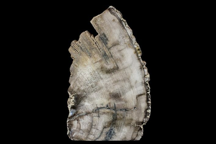 Polished Petrified Wood (Mahogany) Stand-up - Myanmar #172095